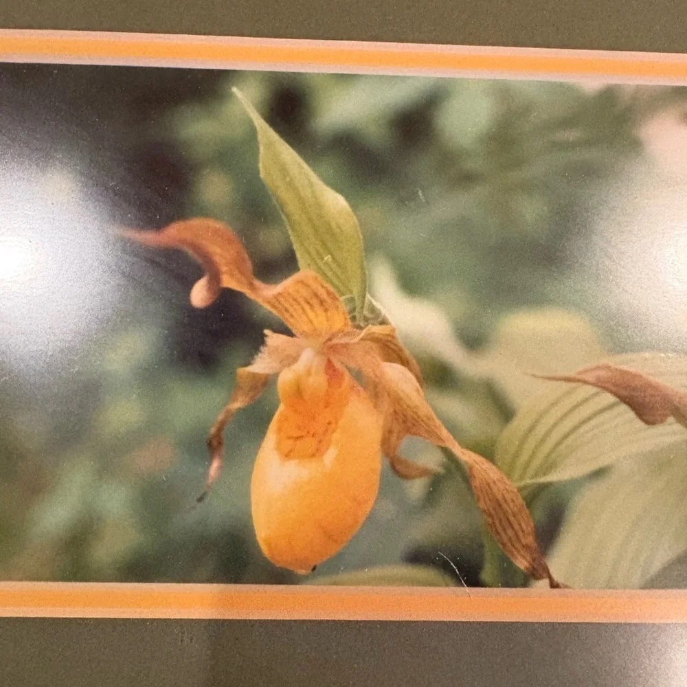 Pine Grown Framing unknown photographer yellow lady